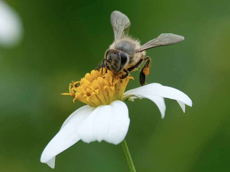 bee on flower image category