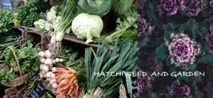 hatchi image home page best.png