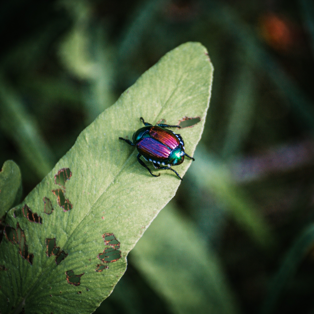 japanese beetle