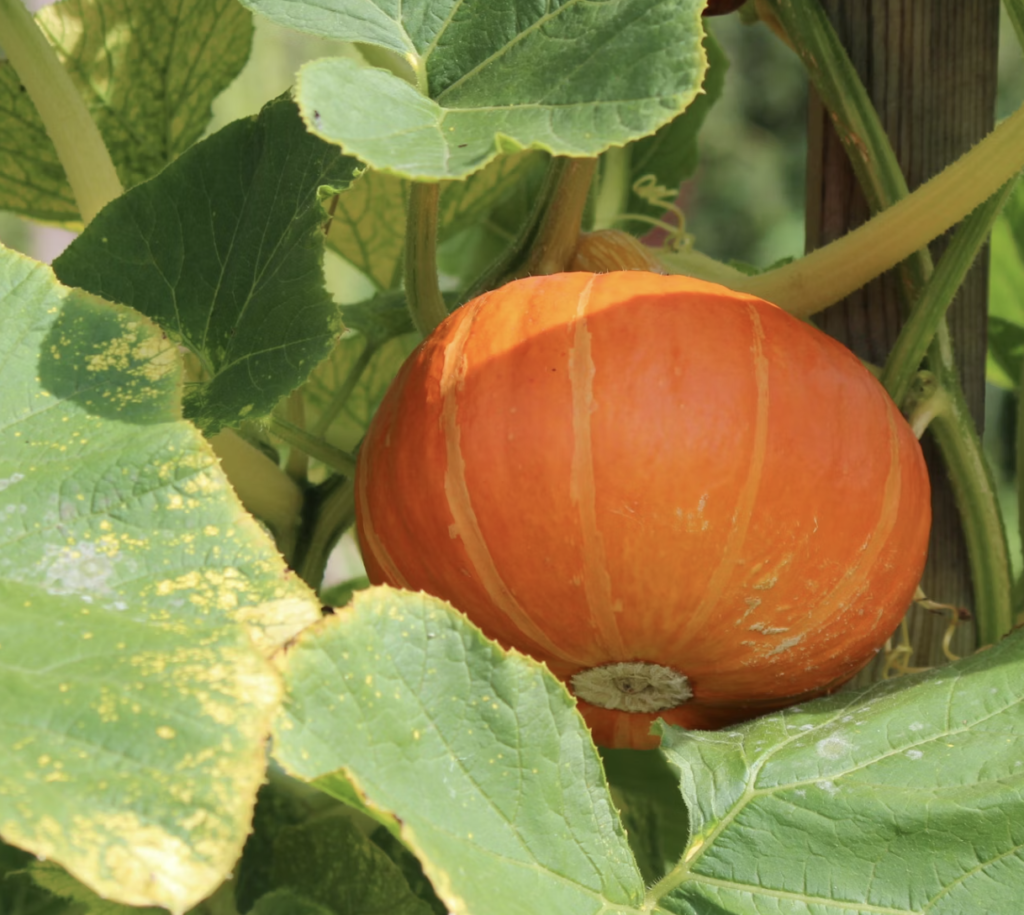 kuri squash