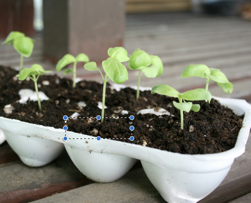 sprouts in egg carton