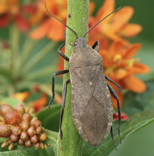 squashbug on milkweed