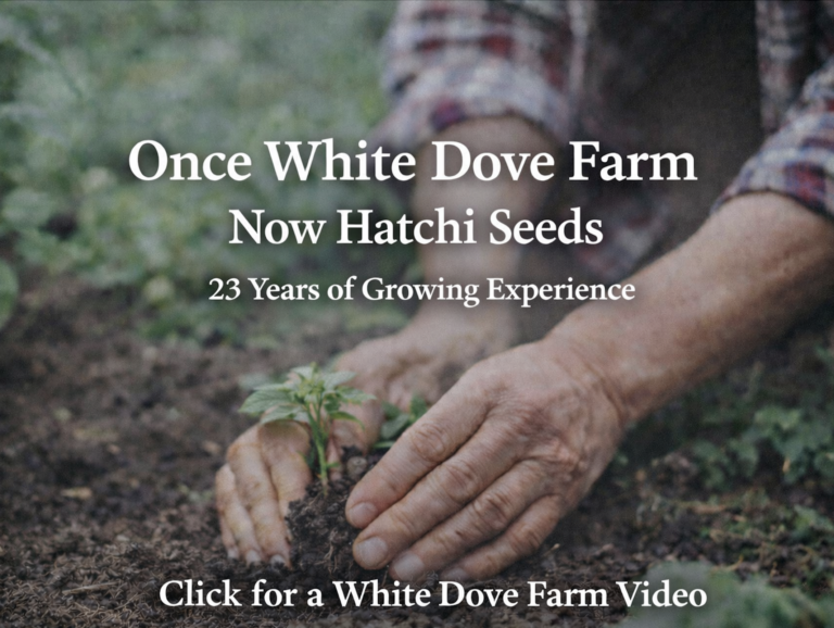 white dove hatchi seed video