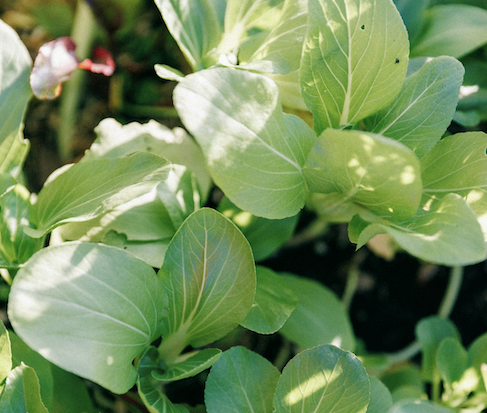 bok choy vegetable