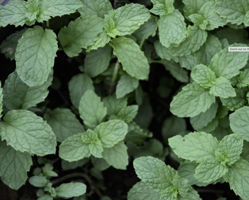 herbs categories image