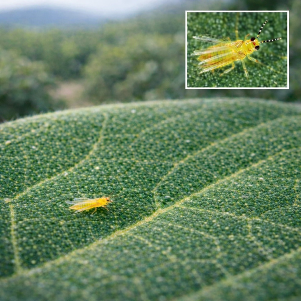 thrip on avocado leaft