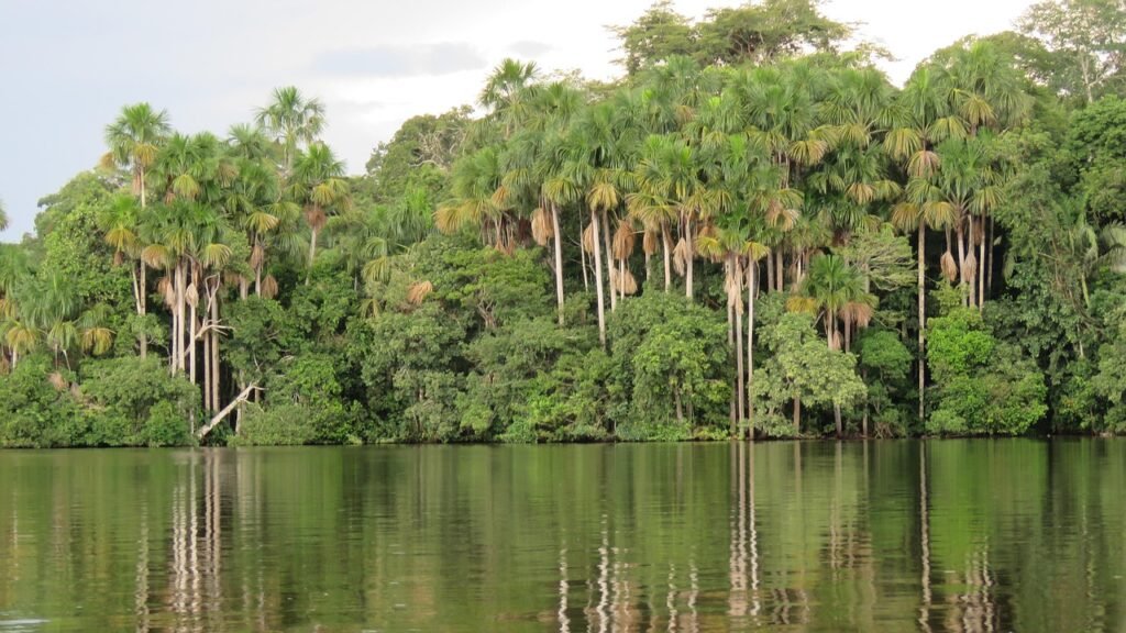 amazon jungle 2.jpg